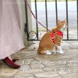 画像5: [ネコpom]猫用スーパー胴輪＆リード シンプルトリコ 2号【リニューアル】